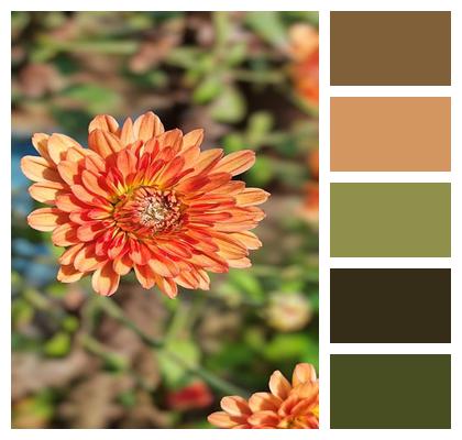Nature Blossom Chrysanthemum Petals Flower Background Flower Bloom Image